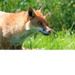 Fuchs