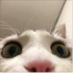 háunt Group Thumbnail