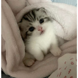ʚ♡ɞ