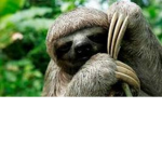 Sloth Clan OF The Year
