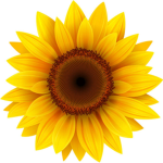 remas sunflower