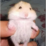 iluvehamsters