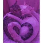 The sweet cats <3