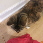 Kittys lazy hangout