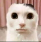 Robloxia cat protectors