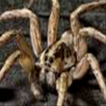 spider for ahhhh