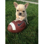 Frenchie squad!