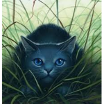 Warrior Cats Chat Group And Fan Chat group