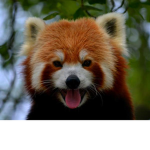 Red Panda Appreciation Group