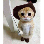 Kittens For Life!!!!!