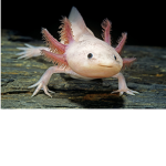 -Axolotl :D-
