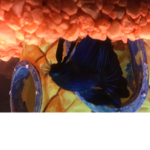 Beta fish squad