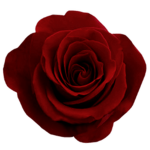 The Order Of The Red Rose [P.B]