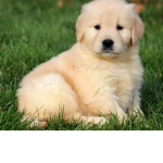 Dogs and Pups are cute