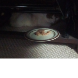 In loving memory of Jeb the cat
