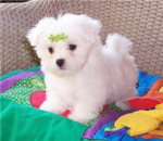 Maltese Lovers