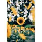 Little Sunflowers...