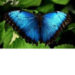 Butterfly’s Dance