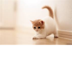 cats are cute