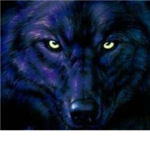New York Wolfs