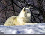 ice wolves tm