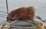 Wally walrus and Sammy seal group