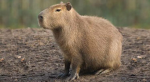 Bezau1 Group