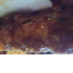We want, to love chicken