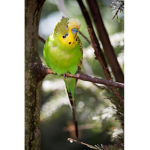 ParakeetGang