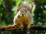 The Legion of Squirrels