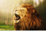 !ROAR!