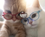 XINZ즈