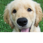 Jack da pup