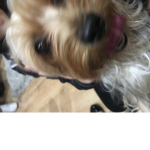 Vida dog group