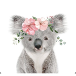 Cuddlykoalas