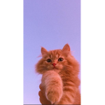 Ssskkkkaaa