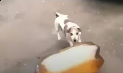 Dog Bottle Explosion Simulator
