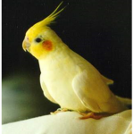 cockatiel group