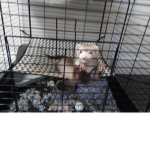 I'm a ferret