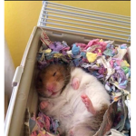 The Rainbow Hamster People