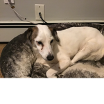 Cutie Puppy group!