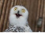 DONT U DARE DISOBEY THE OWL