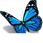baby blue butterflies!
