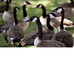 bird fans and animal fansss