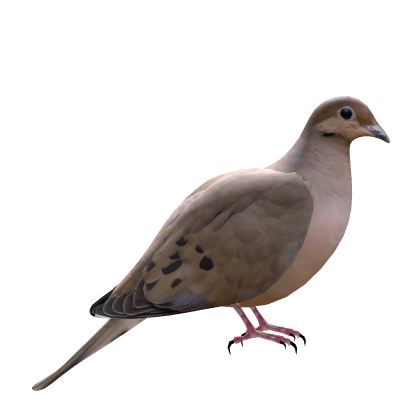 Mourning Dove