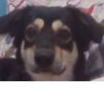 cute doggo pics