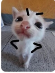 Grupo de amigos gatos