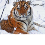 Tigers squad<3