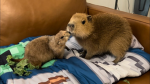 WildLife Supporters :D By ducky