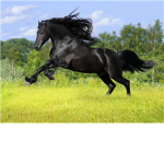 Animal ##### ########!